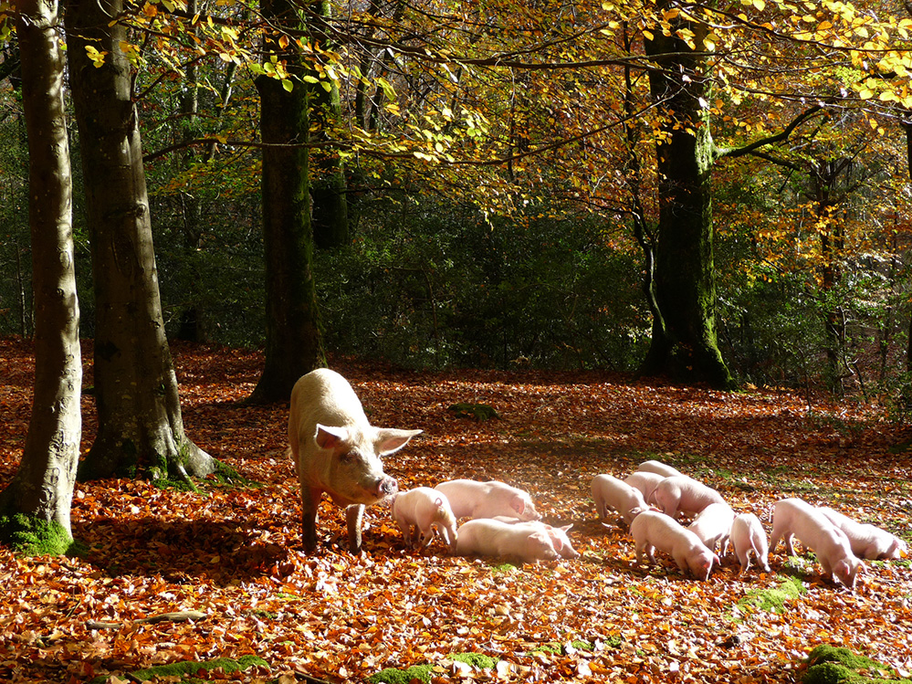 Autumn Pigs in Bramshaw Wood
